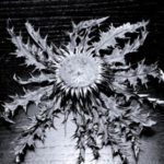 Nerea-(r)en profileko irudia