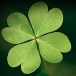 Fernando Trebol Unzue-(r)en profileko irudia