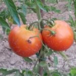 Rafa Aldabe erabiltzailearen profileko argazkia