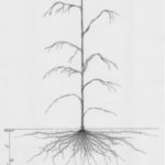 Mikel Alonso Arrospide-(r)en profileko irudia