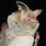 Ion Fontenla Sukia erabiltzailearen profileko argazkia