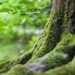 Natura    Zientziak taldearen logoa